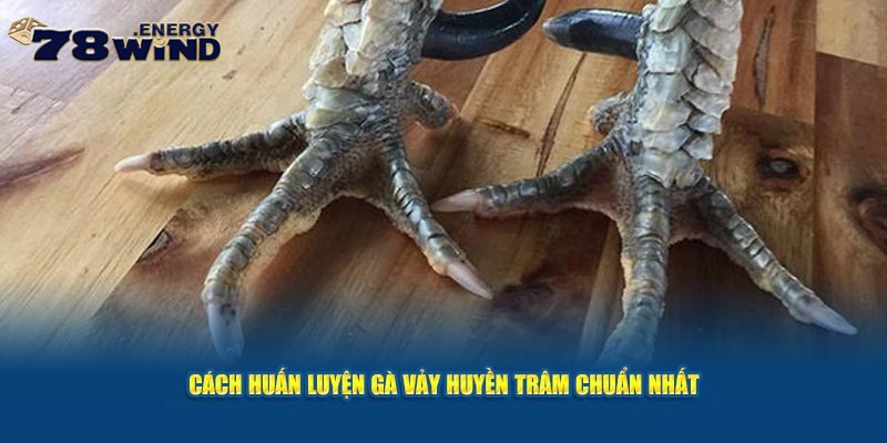 Hướng dẫn huấn luyện gà vảy huyền trâm hiệu quả nhất