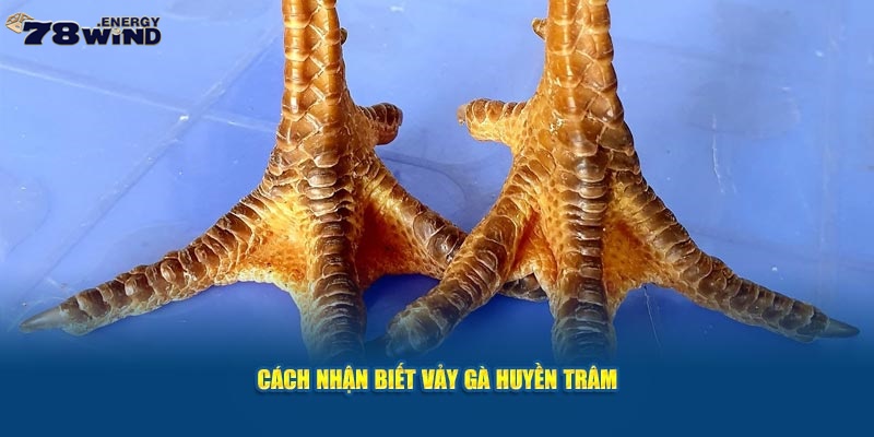 Cách thức nhận biết vảy gà huyền trâm cực đơn giản