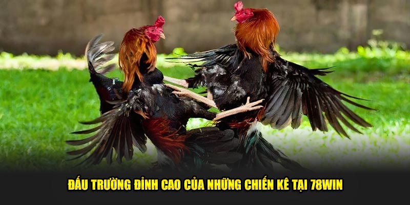 Đấu trường đỉnh cao của những chiến kê tại 78win