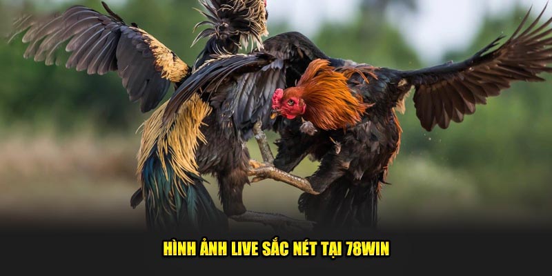 Hình ảnh live sắc nét tại 78win