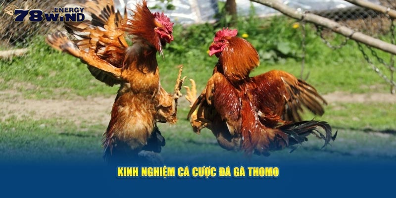 Kinh nghiệm cá cược đá gà Thomo là gì?