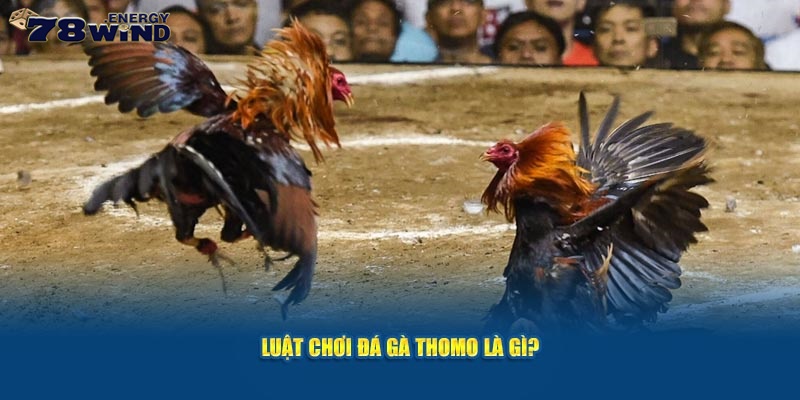 Luật chơi đá gà Thomo là gì?