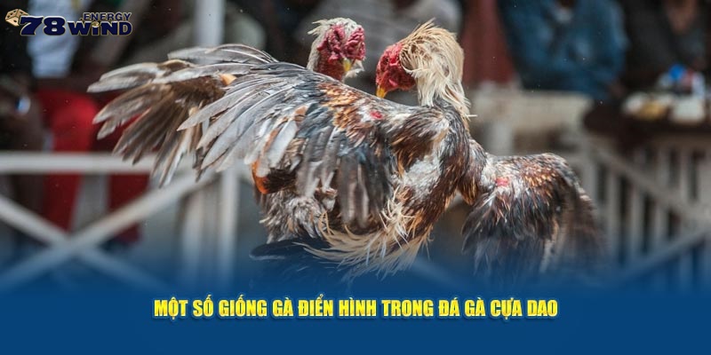 Một số giống chiến kê thường gặp trong đá gà trực tuyến cựa dao