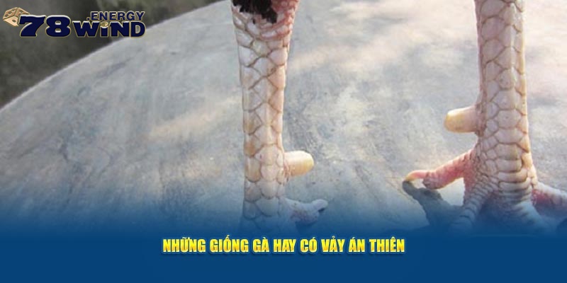 Những giống vảy gà Án Thiên