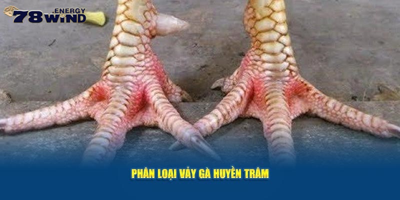 Phân loại vảy gà huyền trâm