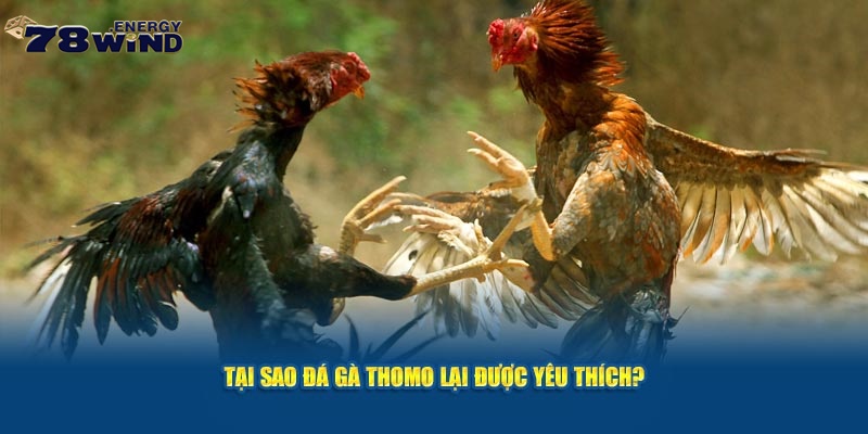 Tại sao đá gà Thomo lại được yêu thích?