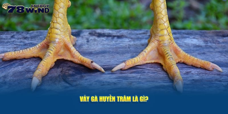 Vảy gà huyền trâm là gì?