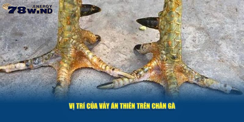 Vảy gà Án Thiên thường nằm những vị trí đặc biệt nào