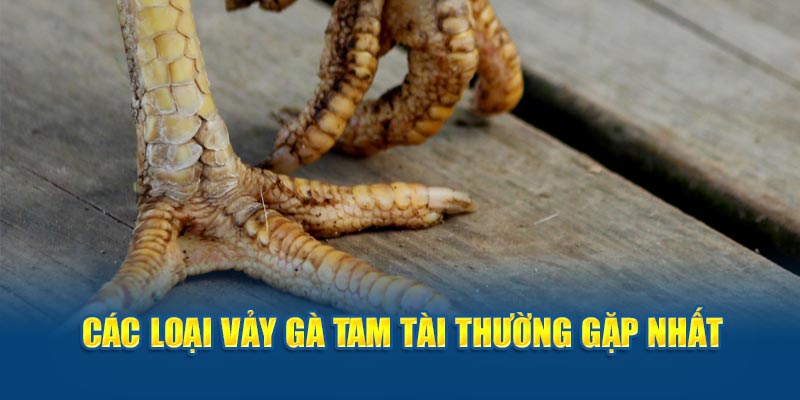 Các loại vảy gà tam tài thường gặp nhất