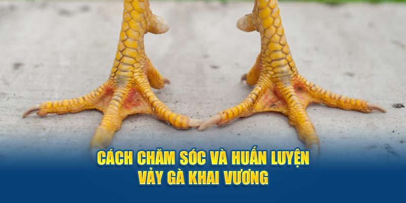 Cách chăm sóc và huấn luyện vảy gà khai vương