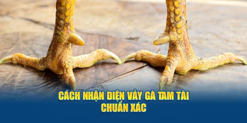 Cách nhận diện vảy gà tam tài chuẩn xác