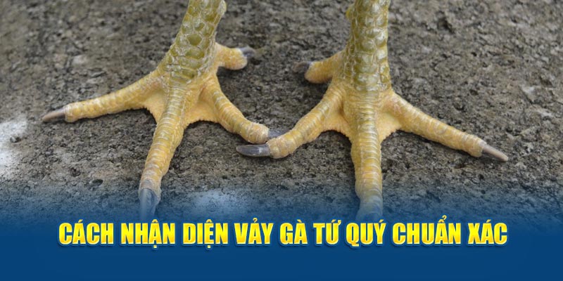 Cách nhận diện vảy gà tứ quý chuẩn xác