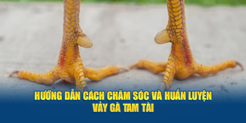 Hướng dẫn cách chăm sóc và huấn luyện vảy gà tam tài