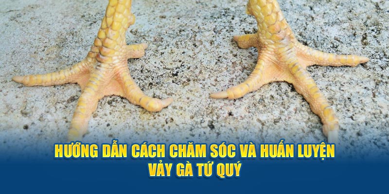 Hướng dẫn cách chăm sóc và huấn luyện vảy gà tứ quý