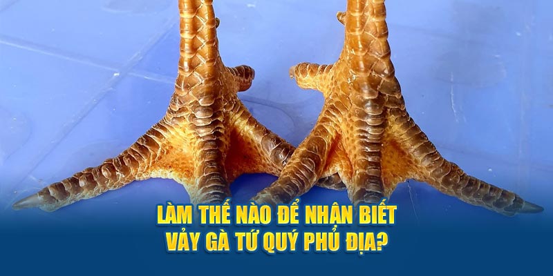 Làm thế nào để nhận biết vảy gà tứ quý phủ địa?