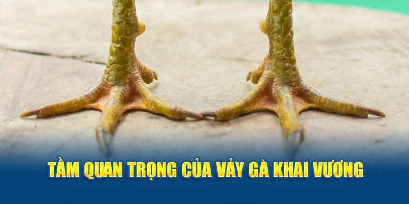 Tầm quan trọng của vảy gà khai vương