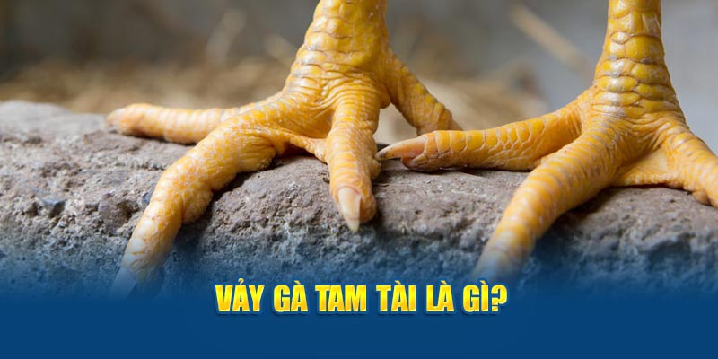 Vảy gà tam tài là gì?