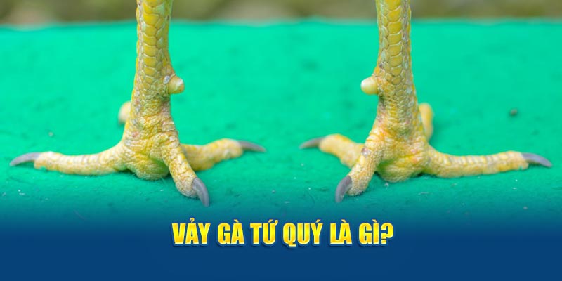 Vảy gà tứ quý là gì?