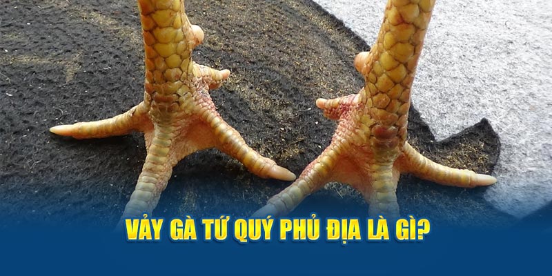 Vảy gà tứ quý phủ địa là gì?