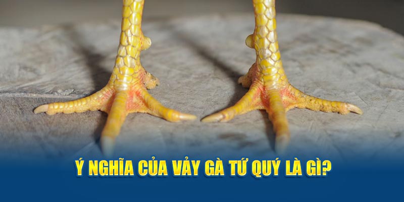 Ý nghĩa của vảy gà tứ quý là gì?