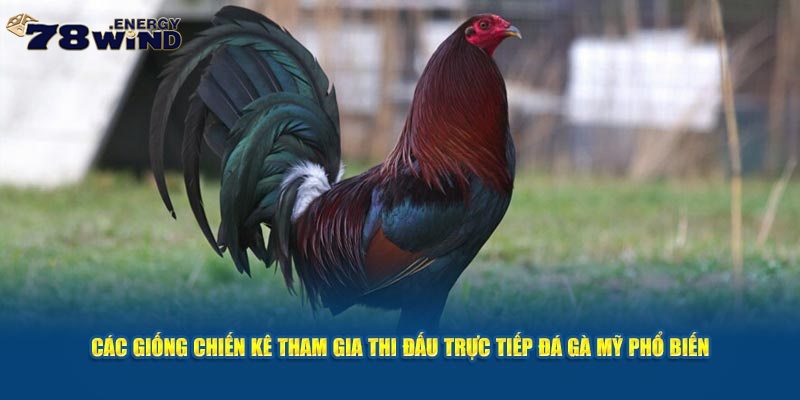 Các giống chiến kê tham gia thi đấu trực tiếp đá gà Mỹ phổ biến