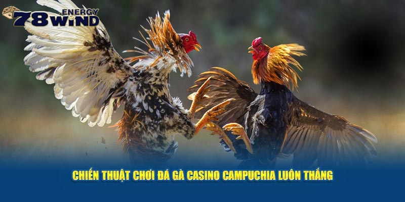 Chiến thuật chơi đá gà casino Campuchia luôn thắng