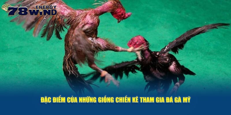 Đặc điểm nổi bật của các giống chiến kê đá gà Mỹ