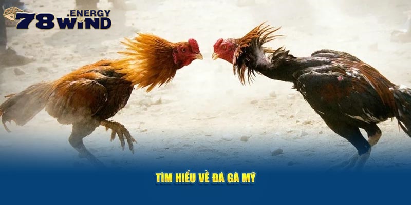 Tìm hiểu về đá gà Mỹ